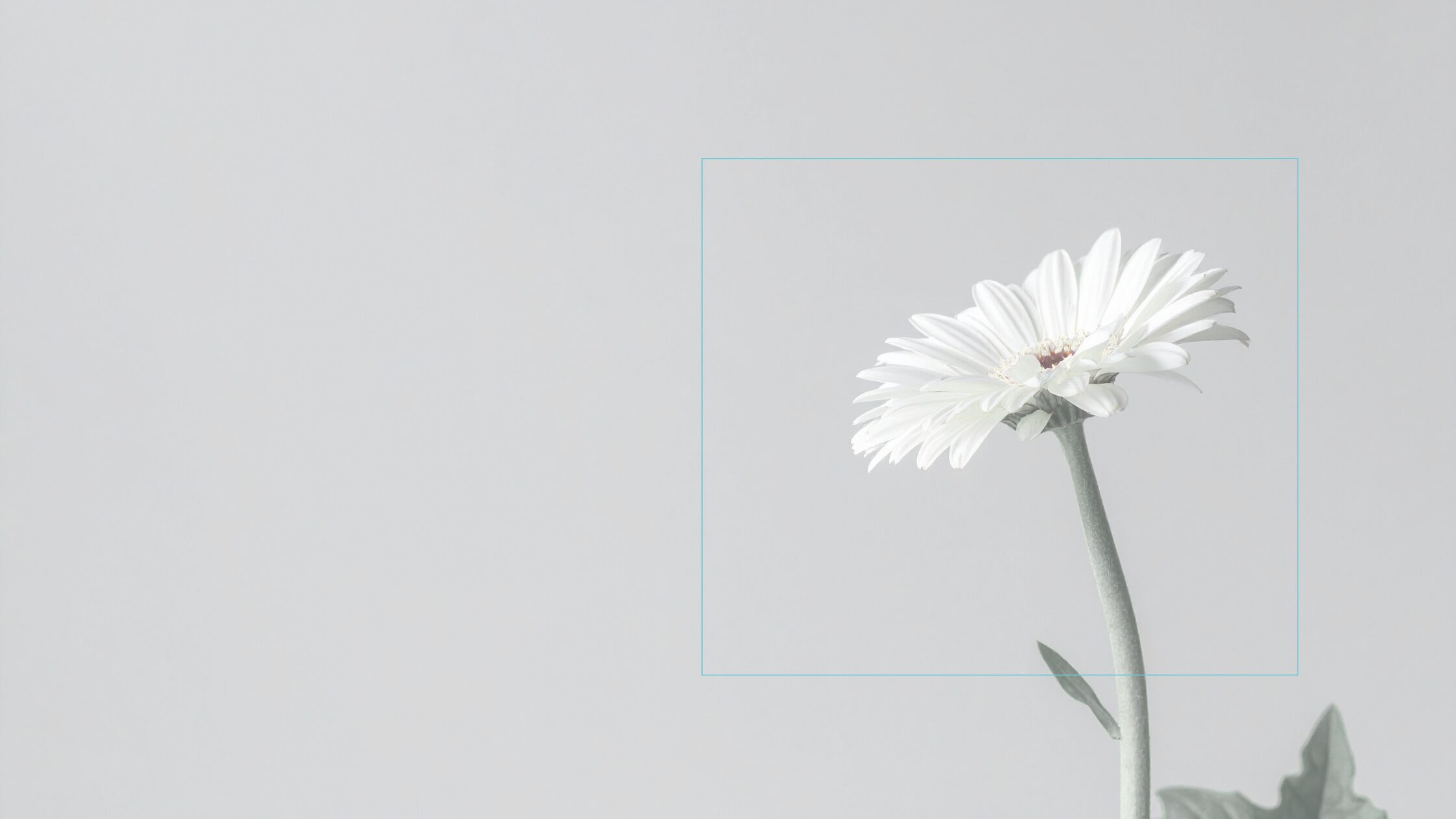 シンプルでカスタマイズしやすいWordPress.org登録テーマ